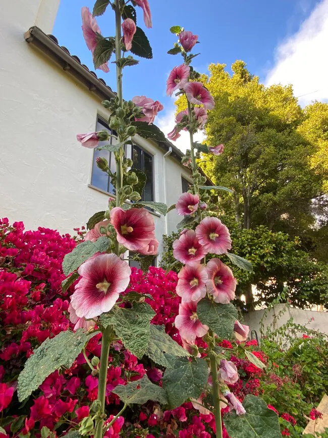 1700 Le Roy Ave Berkeley, CA 94709 photo 5