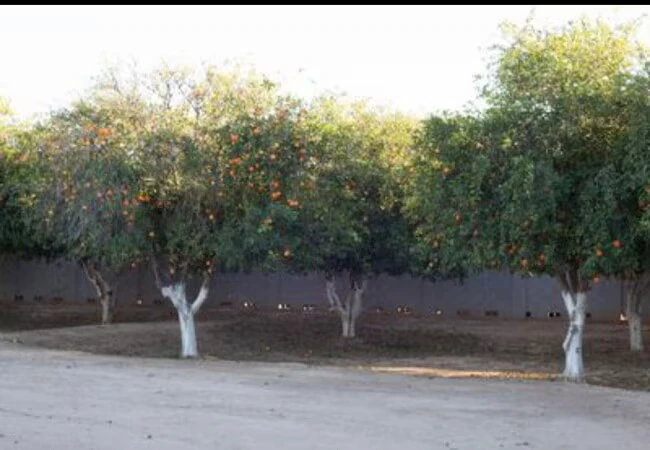 20421 E Excelsior Ct Queen Creek, AZ 85142 photo 3