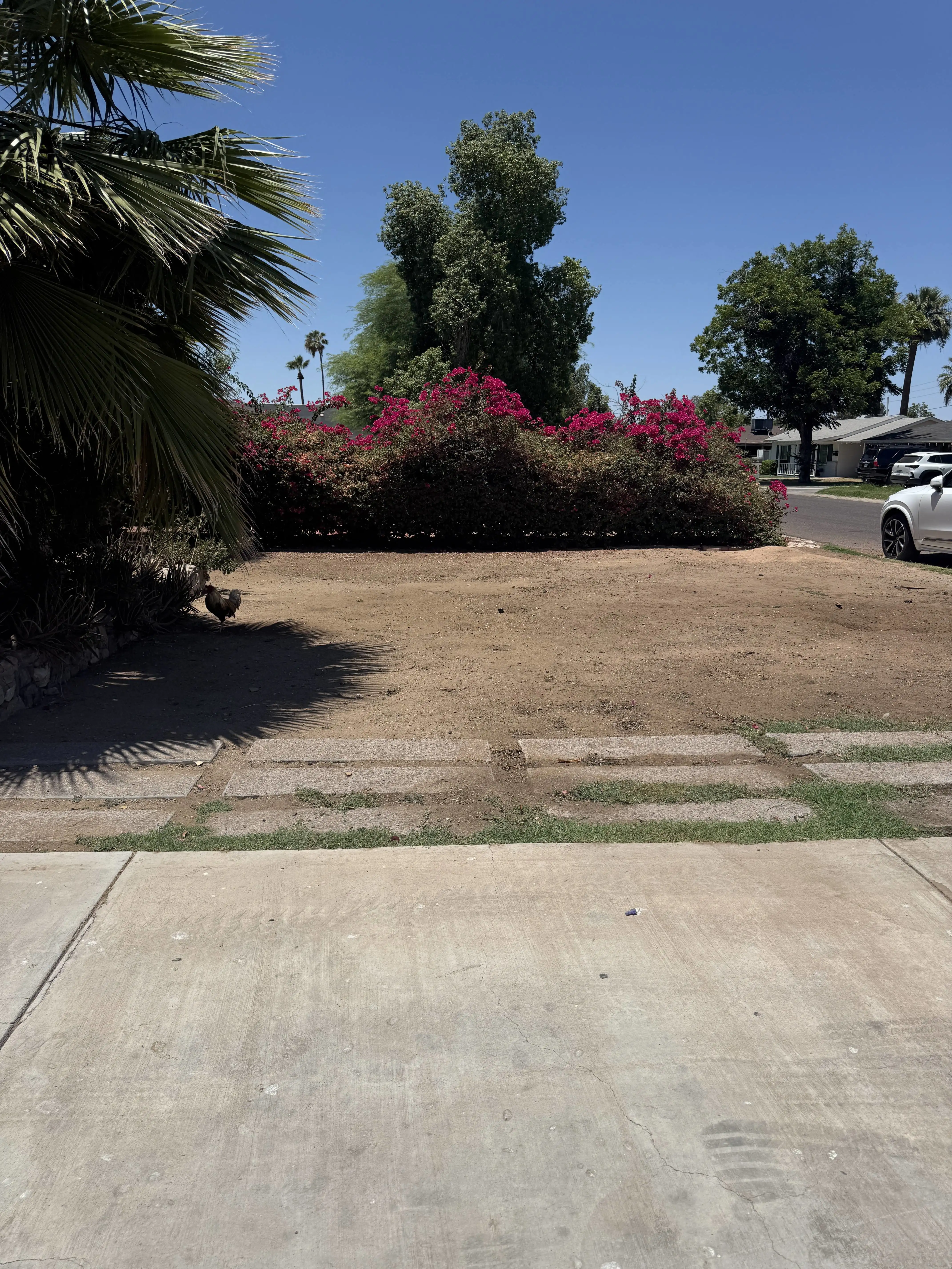 3515 East Flower Street photo 4