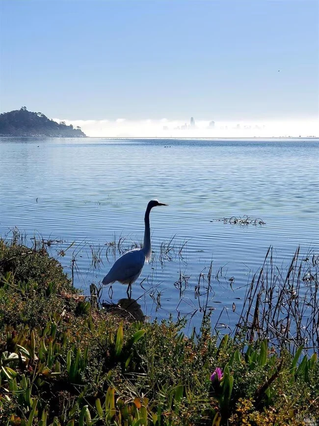 90 Lyford Dr Tiburon, CA 94920