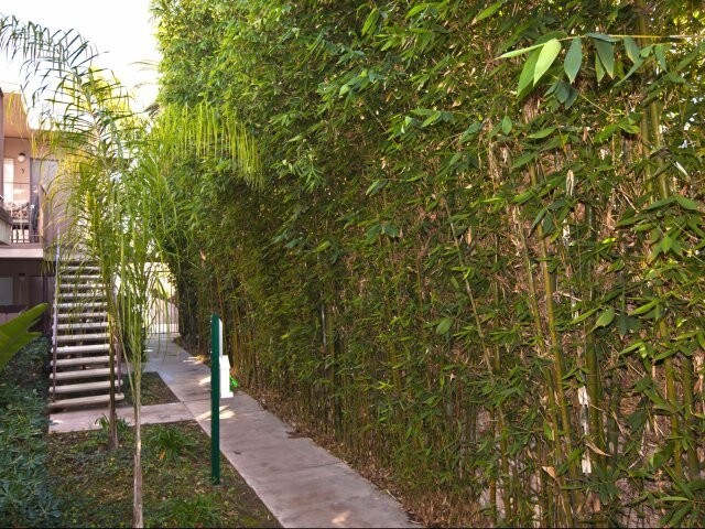 Elan Pacific Palms photo 4