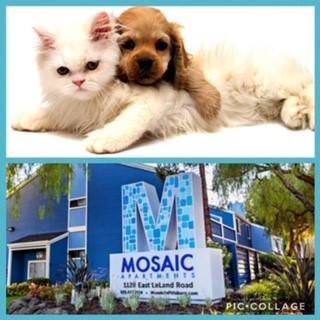 Mosaic Apartments photo 4