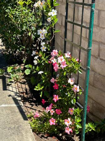 2BR/1BA Duplex · Mountain View photo 5