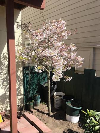 2BR/1BA In-Law · San Francisco photo 4