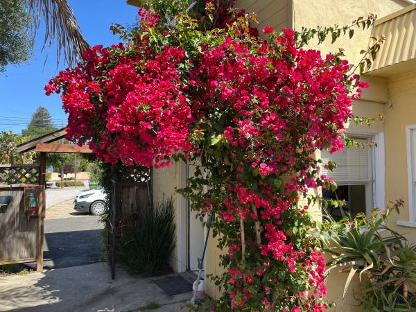 1BR/1BA Apartment · Santa Cruz photo 3