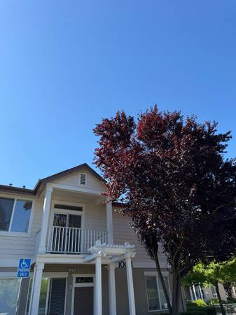 2BR/1BA Apartment on Prospect Avenue · Santa Rosa photo 4
