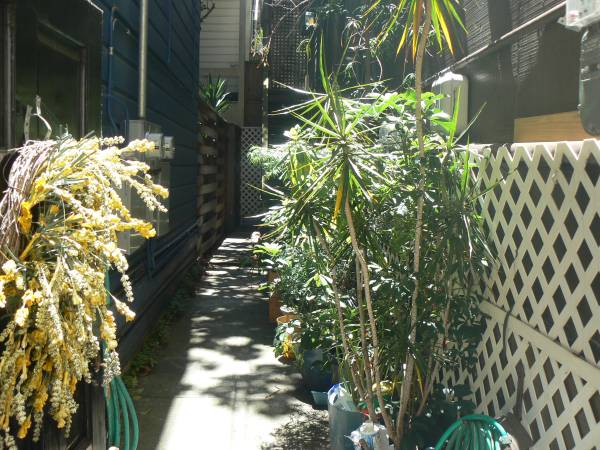 1BR/1BA Apartment on Wilmot St · San Francisco photo 2