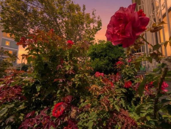1BR/1BA Single Family House on Telegraph Ave · Oakland photo 5