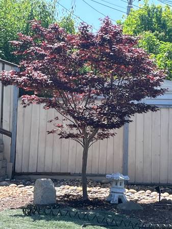 4BR/2BA Single Family House · Milpitas