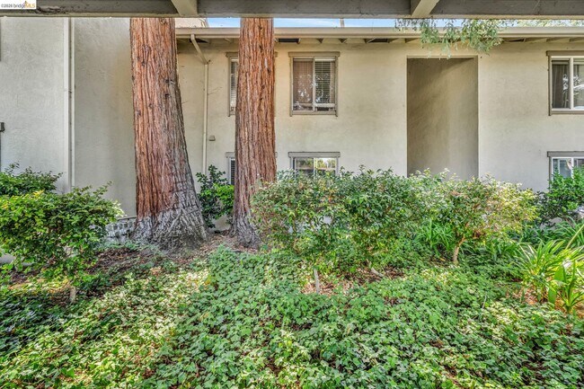 2562 Walnut Blvd Walnut Creek, CA 94596 photo 4