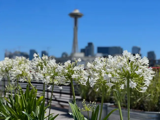 Queen Anne Flats photo 5