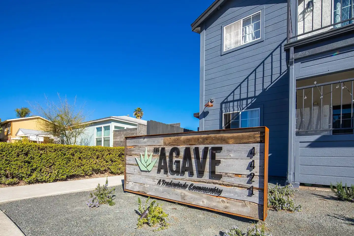 Agave photo 3