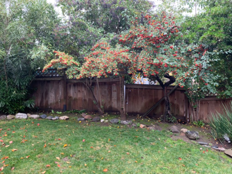 Room for Rent - Walk to Walnut Creek BART photo 3