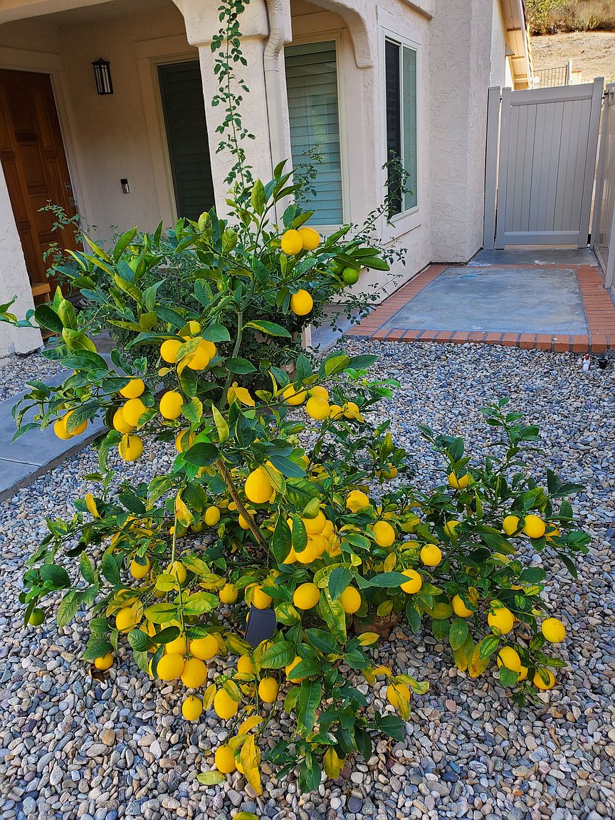 11153 Avenida De Los Lobos photo 3